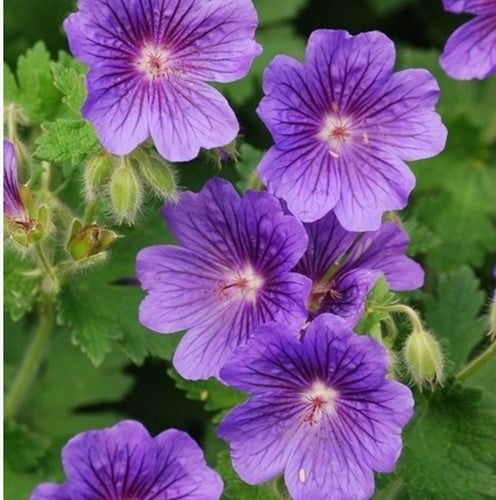 Geranio Rozanne - Geranium (Confezione da 6)