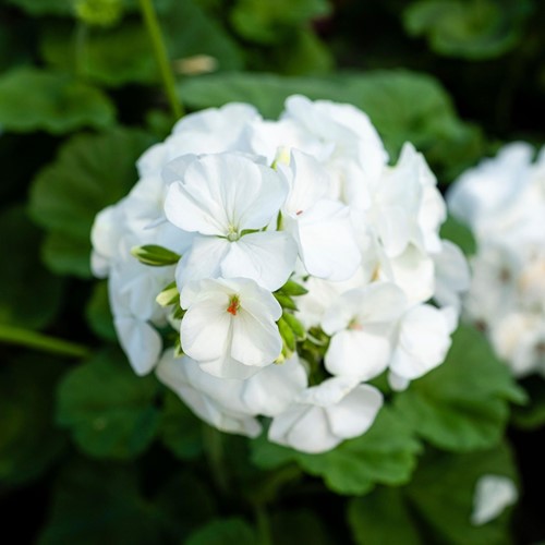Geranium sanguineum Album - Geranio Sanguigno