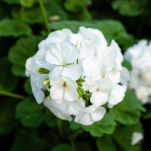 Geranium Sanguineum Album - Geranio (Confezione da Sei)