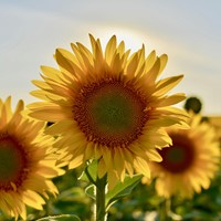 Girasole Gigante Biologico - Helianthus