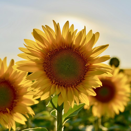 Zonnebloem zakjes persoonlijk bedrukt - 10.000 stuks-3