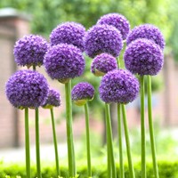 Alliums Gladiator  - Sierui (Grootverpakking)