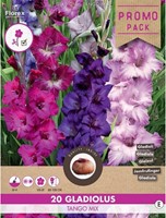 Gladiolus Tango Mix - ssortimento di Gladioli grandiflora