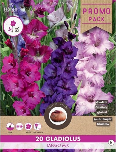 Gladiolus Tango Mix - ssortimento di Gladioli grandiflora