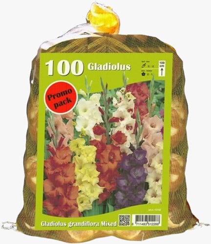 Gladiolo Grandiflora Mix - Gladiolus (Confezione grande)
