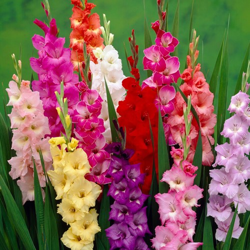 Bulbi biologici: assortimento di gladioli
