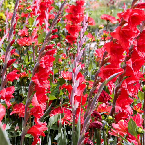 Gladiolen Rood