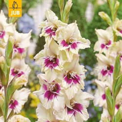 Gladiolus Amber Mistique - Gladiolo