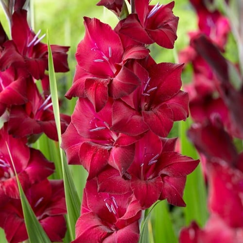 Gladiolus Black Star - Gladiolo Nero