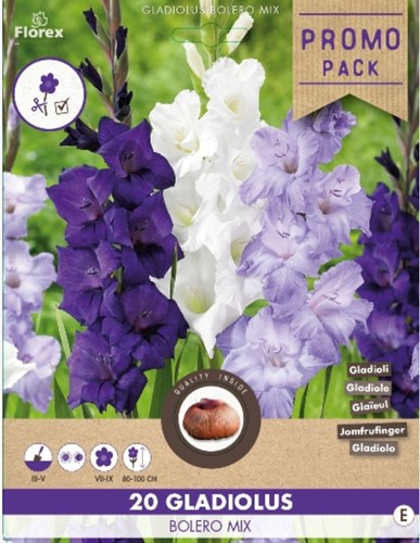 Gladiolus Bolero Mix - Gladiolo blu (confezione grande)