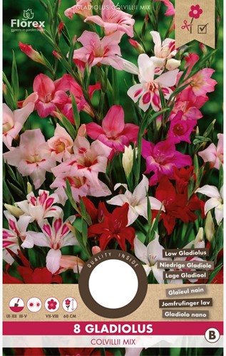 Gladiolus Colvillii Mixed – Selezione di Gladioli