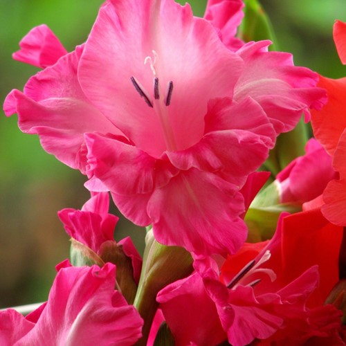 Gladiolus Fairytale Pink - Gladiolo