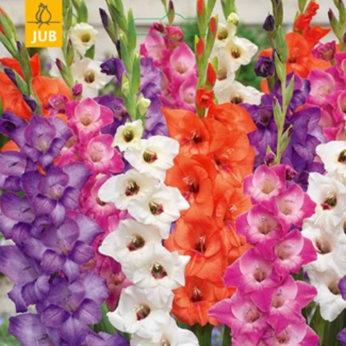Gladiolus Glamini© Mixed - Gladiolo