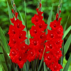 Gladiolus Mascagni – Gladiolo rosso