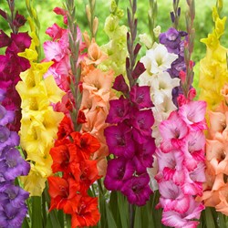 Mix di Gladioli Grandiflora - Gladiolus