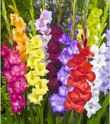 Gladiolo Mix (confezione grande) - Gladiolus