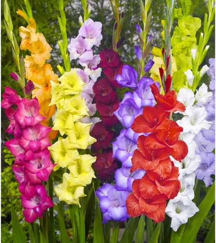 Gladiolo Mix (confezione grande) - Gladiolus