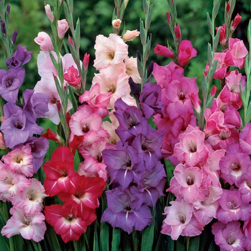 Gladiolus multiflora viola mix – Gladiolo