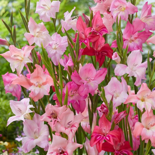 Gladiolus nanus mix - mix di gladioli nani