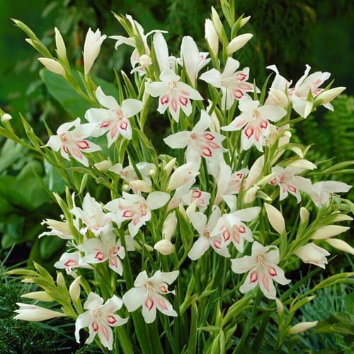 Gladioli Nymph - Gladiolus