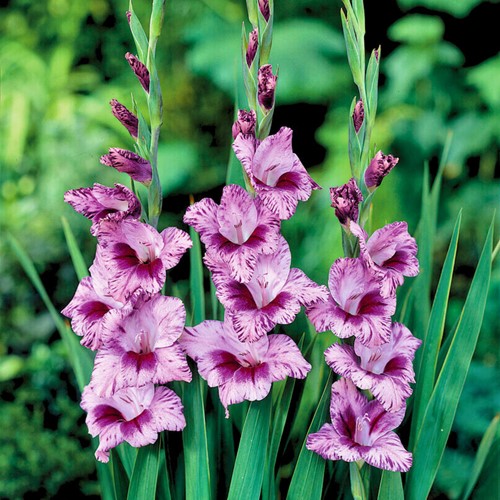 Gladiolo Passos - Gladiolus