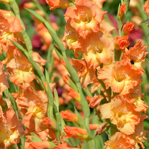 Gladiolus Peter Pears - Gladiolo