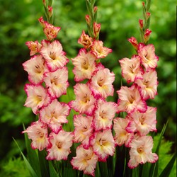 Gladioli Priscilla - Gladiolus