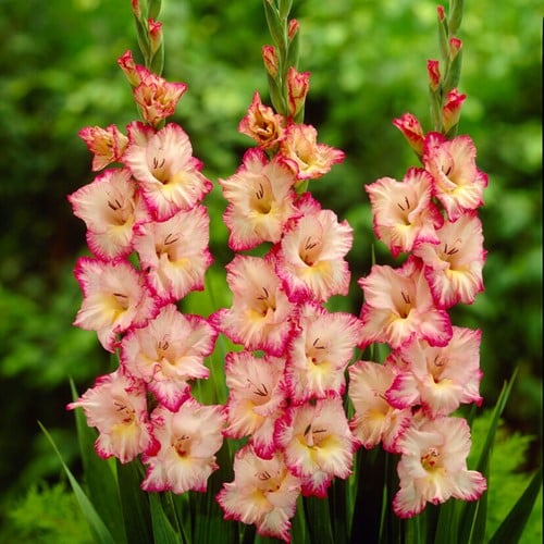 Gladioli Priscilla - Gladiolus