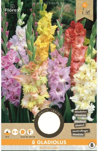Gladioli ricci Mix (Gladiolus)