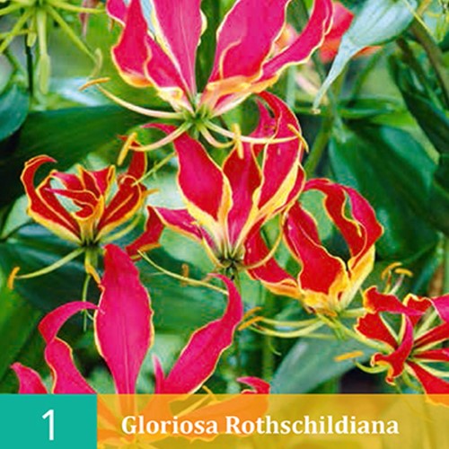 Giglio Rampicante - Gloriosa Rothschildiana
