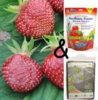Fragola Cherryberry, kit completo pronto per l'uso