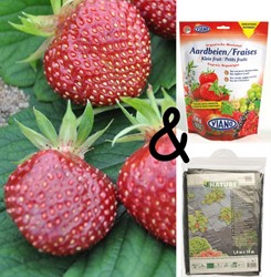 Fragola Cherryberry, kit completo pronto per l'uso