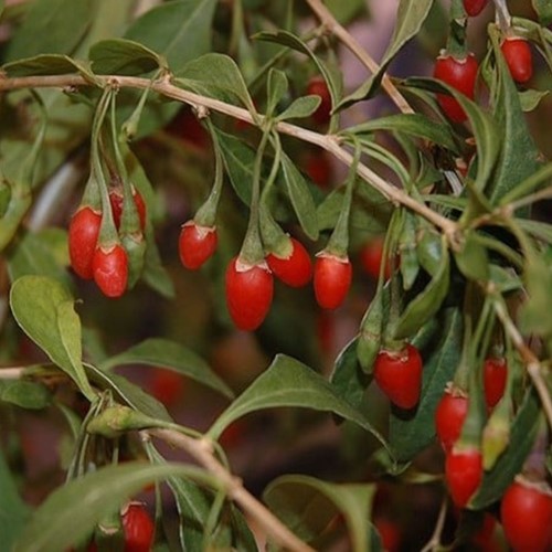 Lycium Barbarum – Bacche di Goji (Confezione da 6)