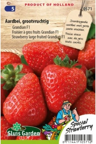 Fragole a frutto grande Grandian F1