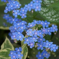 Brunnera macrophylla Jack Frost (Confezione da 6)-2