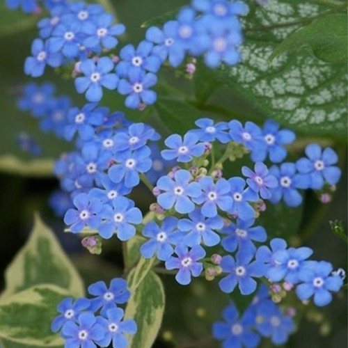 Brunnera macrophylla Jack Frost (Confezione da 6)-2