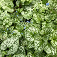 Brunnera macrophylla Jack Frost (Confezione da 6)
