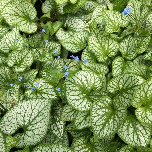 Kaukasische Vergeet-mij-niet Jack Frost - Brunnera (Sixpack)