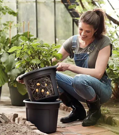 Acquistare Green Basics Vaso per la coltivazione di Patate 33 cm