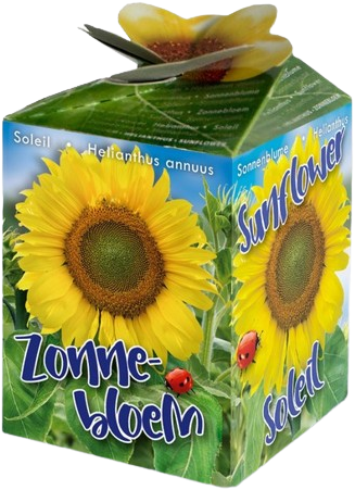 Acquistare Regalo Biologico: Girasole (Helianthus) Greengift? Ordinate  online su Florablom