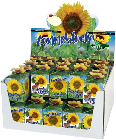 Acquistare Regalo Biologico: Girasole (Helianthus) Greengift