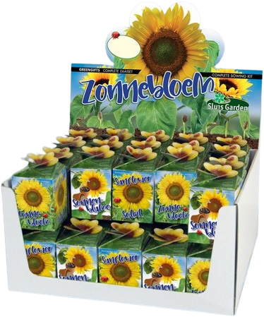 Regalo Biologico: Girasole (Helianthus) Greengift