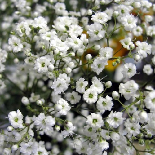 Gypsofila paniculata - Velo da sposa