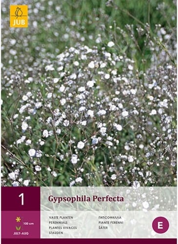 Gypsophila Perfecta - Velo di Sposa