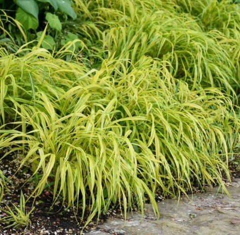 Hakonechloa macra Aureola – Erba ornamentale Giapponese