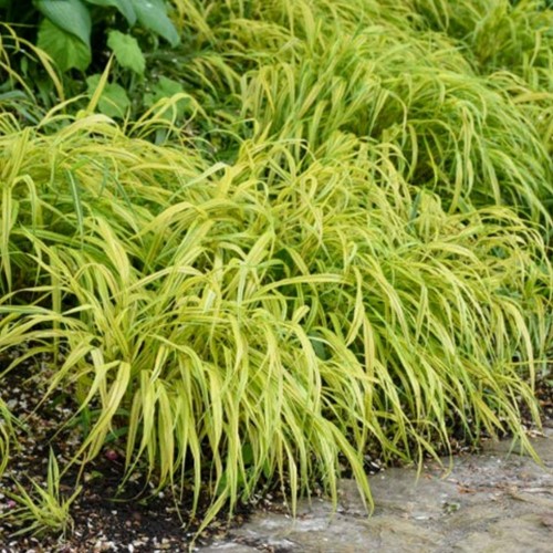 Hakonechloa macra Aureola – Erba ornamentale Giapponese