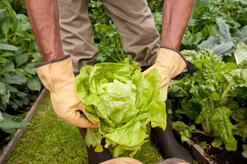 Guanti in pelle Rostaing idrorepellente per la dimensione attività di giardinaggio 9-2