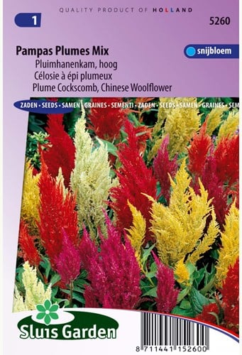 Celosia cresta di gallo Mix