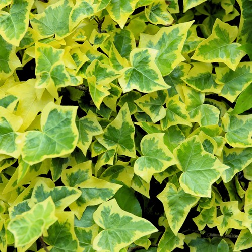 Edera Inglese Goldchild - Hedera Helix