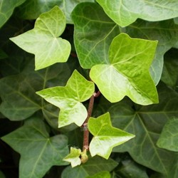 Edera Comune - Hedera Helix
